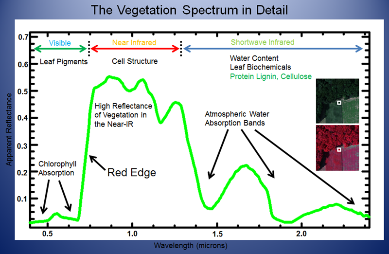 Vegetation Spectrum, ENVI